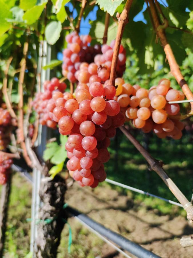 Highlight Apartments Appiano Sulla Strada Del Vino Dış mekan fotoğraf